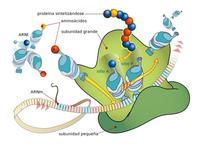 sintesis RNA dan protein - Kelas 4 - Kuis