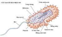 thể tích và diện tích bề mặt của lăng kính - Lớp 10 - Quizizz