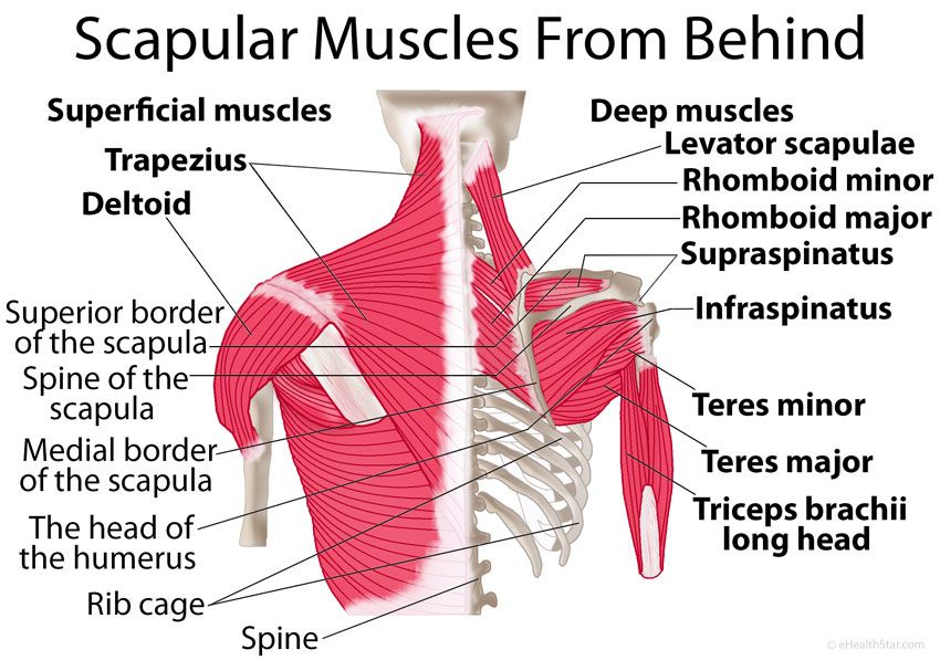 shoulder-anatomy-other-quiz-quizizz