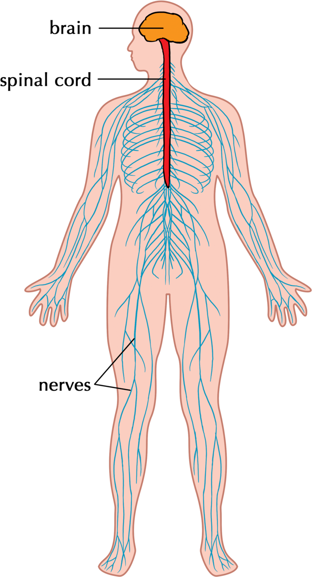 nervous-system-quiz-quizizz