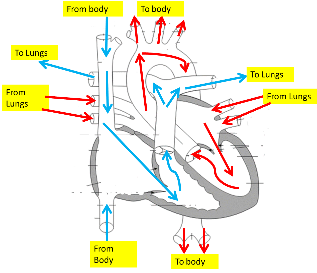 blood-flow-through-the-heart-review-biology-quizizz