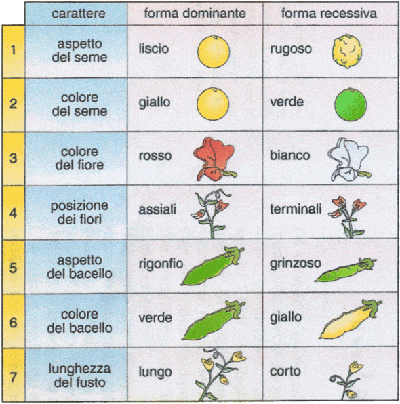 herencia no mendeliana - Grado 8 - Quizizz