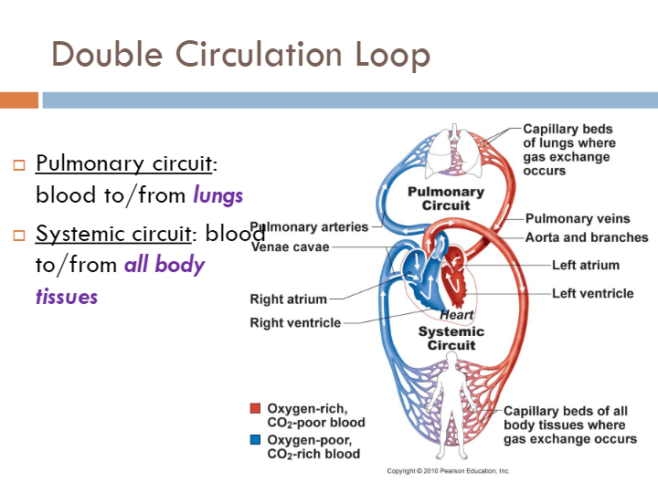 Cardiovascular System: Heart Anatomy | Science - Quizizz