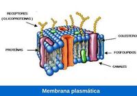 Kefasihan Membaca - Kelas 11 - Kuis