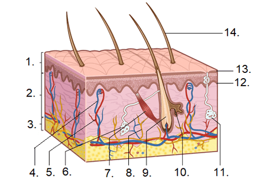 Structure of the skin iGCSE | Biology - Quizizz