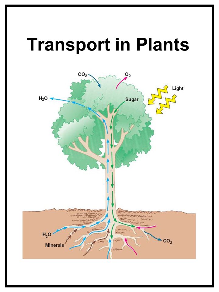 Transport In Plants Notes For Class Biology Pdf Download Read ...