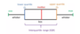 Dot Plots and Box Plots