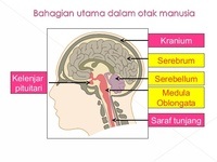 Bagan Alfabet - Kelas 9 - Kuis