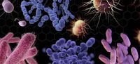 bacteria and archaea Flashcards - Quizizz