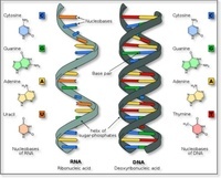 sintesis RNA dan protein - Kelas 6 - Kuis