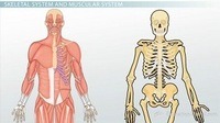 the circulatory and respiratory systems - Grade 5 - Quizizz