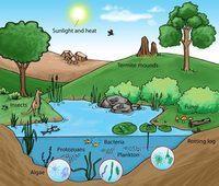 Nutrient Cycles Ecosystems Population Trends Quizizz