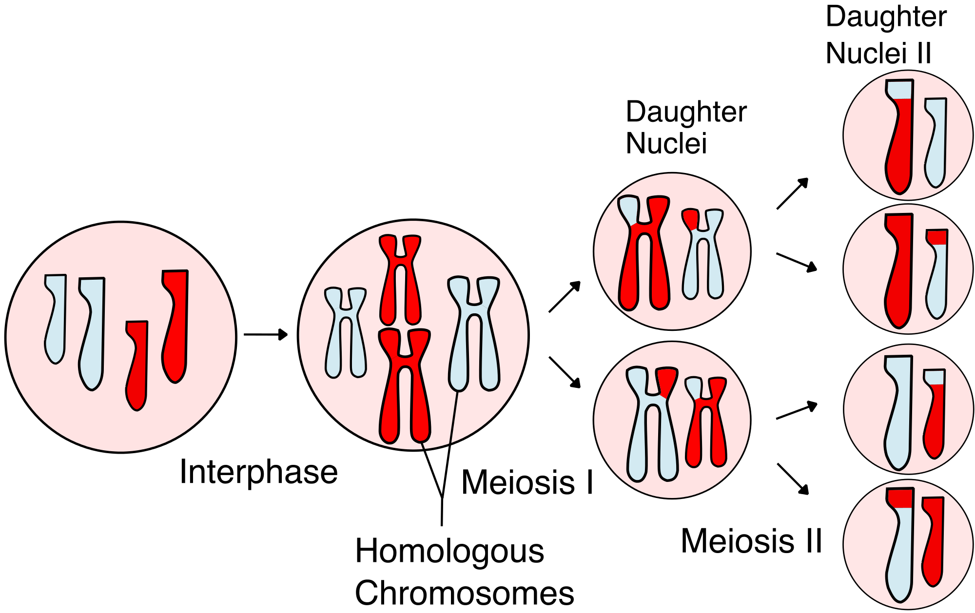 meiosis-review-biology-quizizz