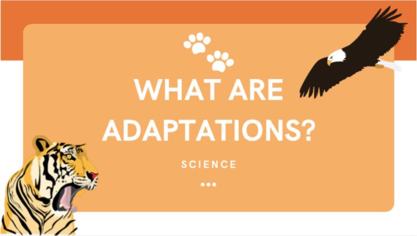 Animal Adaptation Quiz | Quizizz