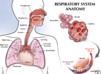 the circulatory and respiratory systems - Year 12 - Quizizz