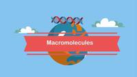 macromoléculas - Grado 10 - Quizizz
