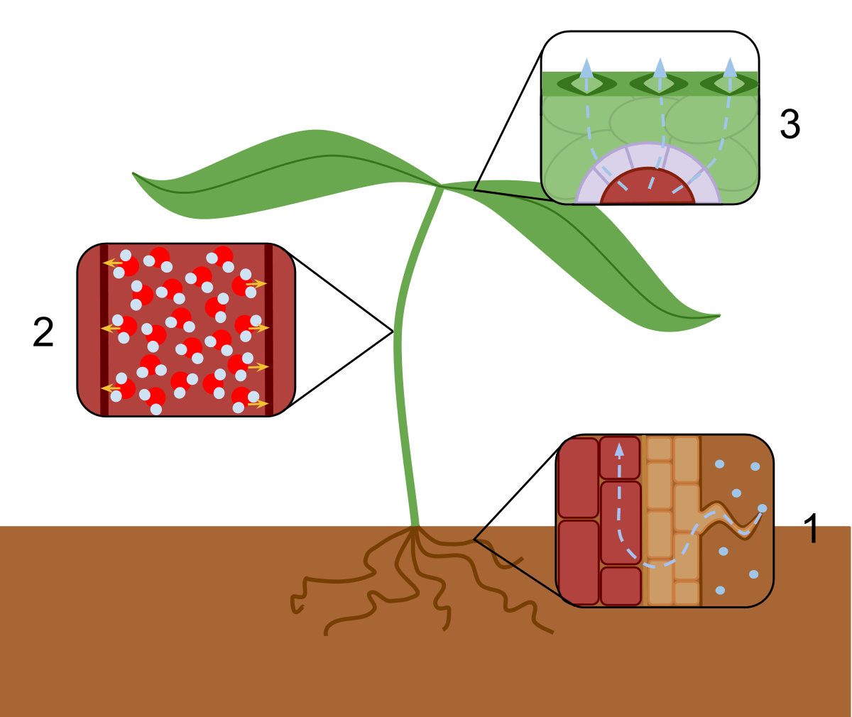 komórka roślinna i zwierzęca - Klasa 8 - Quiz