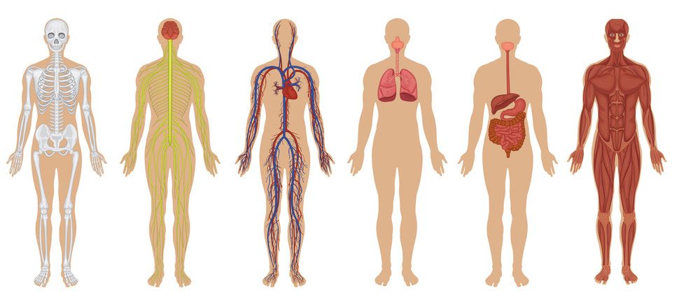 the digestive and excretory systems - Grade 8 - Quizizz