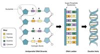 sintesis RNA dan protein - Kelas 12 - Kuis