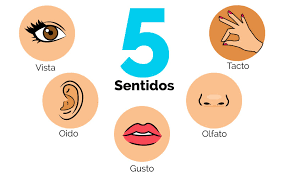 Los 5 sentidos | 64 jugadas | Quizizz