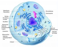 Biología Tarjetas didácticas - Quizizz