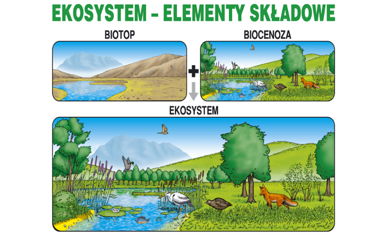 Czym Jest Ekosystem? | Biology Quiz - Quizizz