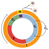 the cell cycle and mitosis - Class 12 - Quizizz