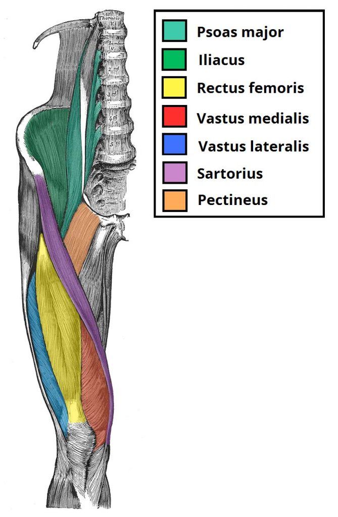 Muscles of anterior thigh | General Science Quiz - Quizizz