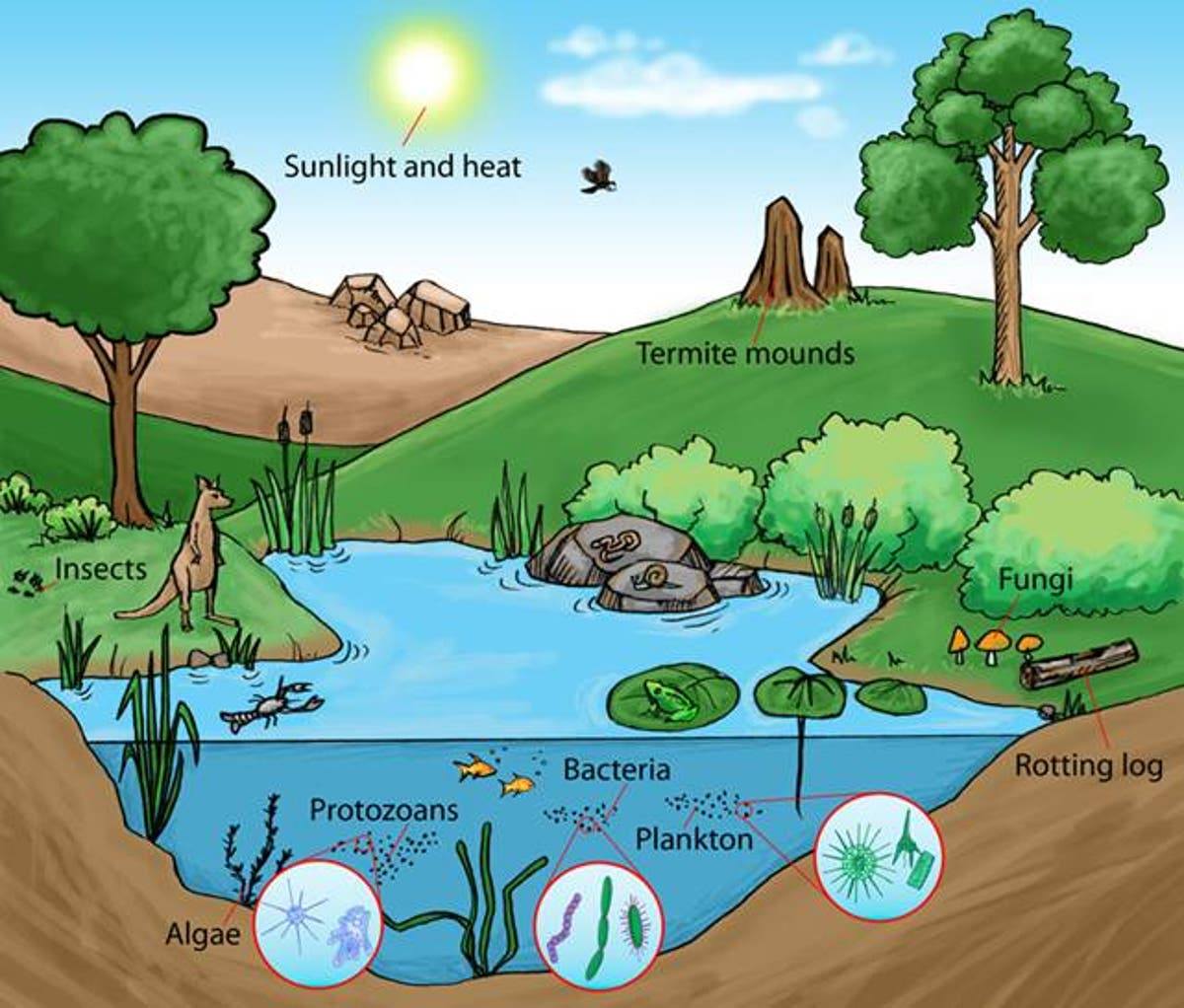ecosystems - Grade 7 - Quizizz