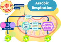 cellular respiration - Grade 10 - Quizizz