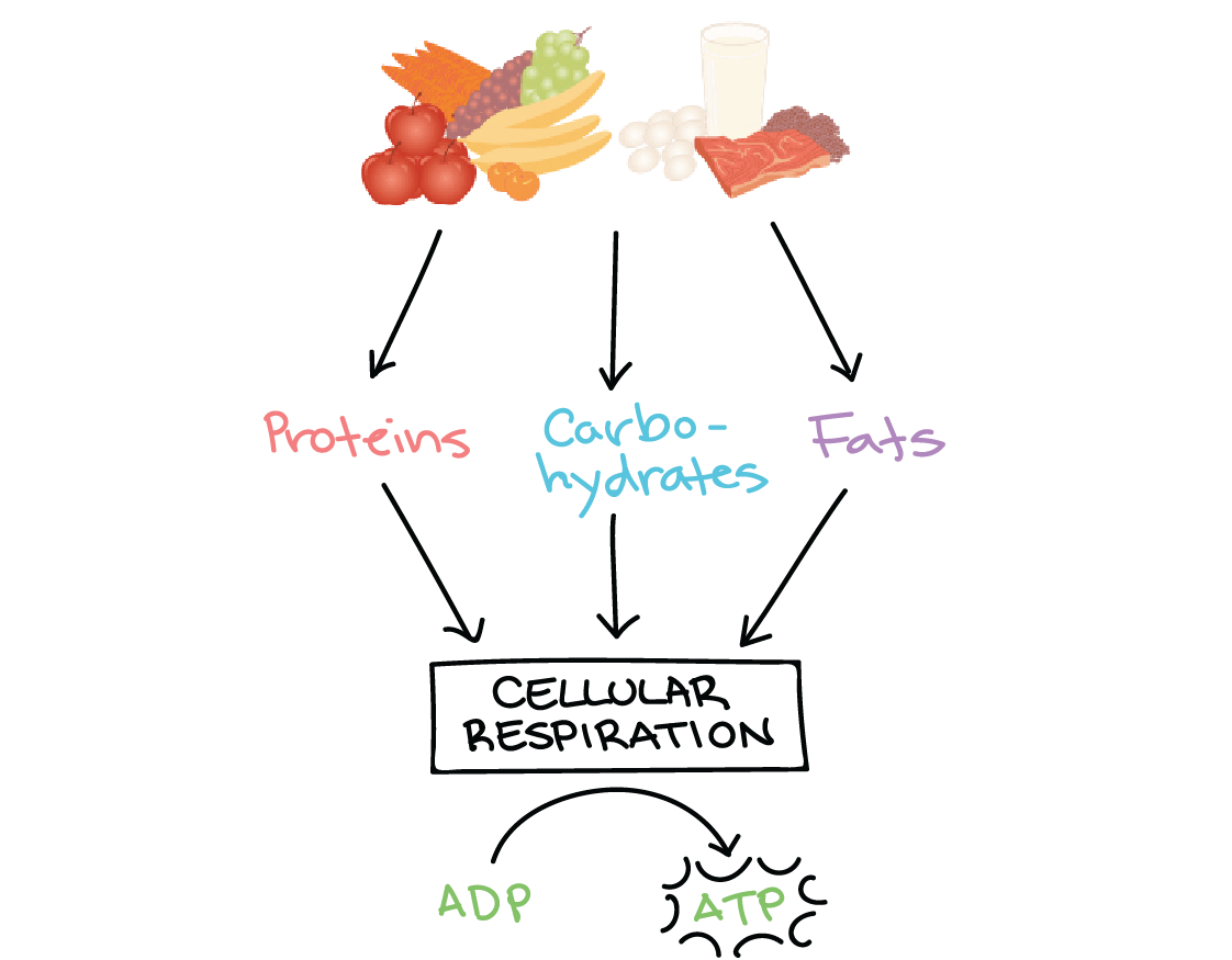 metabolism-amplify-ch1-biology-quizizz