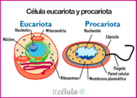 procariotas y eucariotas - Grado 8 - Quizizz