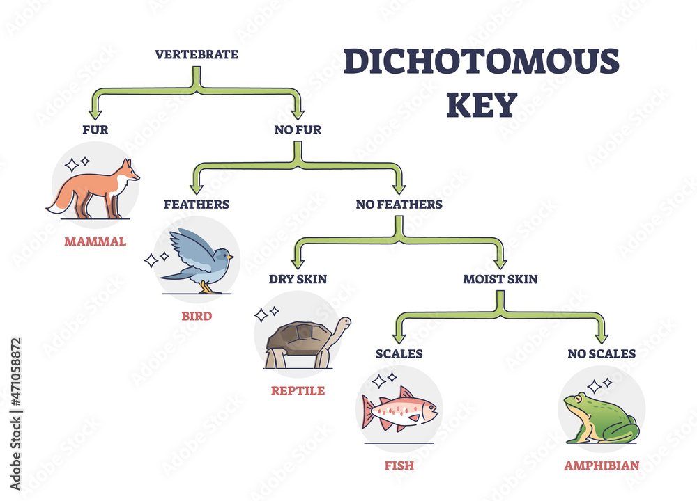 Dichotomous Keys Practice