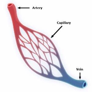 Circulatory System | Circulatory System Quiz - Quizizz