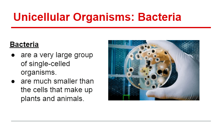 unicellular bacteria