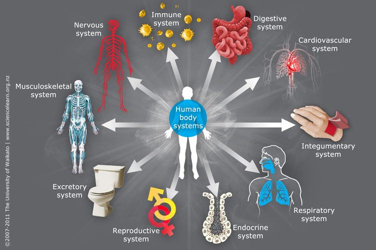 Body & Energy Systems for Physical Activity | Quizizz