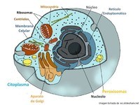 Cartões de anatomia - Série 12 - Questionário