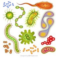 prokaryotes and eukaryotes - Grade 10 - Quizizz