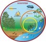 Food Chains & Ecosystems Review