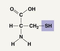 alkanes cycloalkanes and functional groups Flashcards - Quizizz