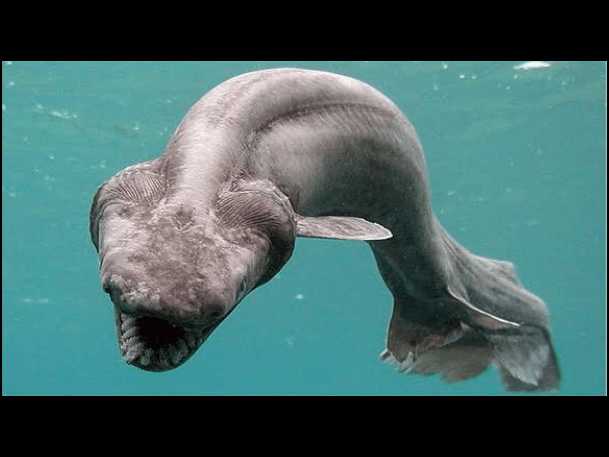 Deep Sea Animals Biology Quiz Quizizz