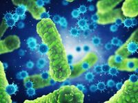 bacteria and archaea - Grade 3 - Quizizz