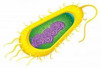 bacteria and archaea - Class 11 - Quizizz