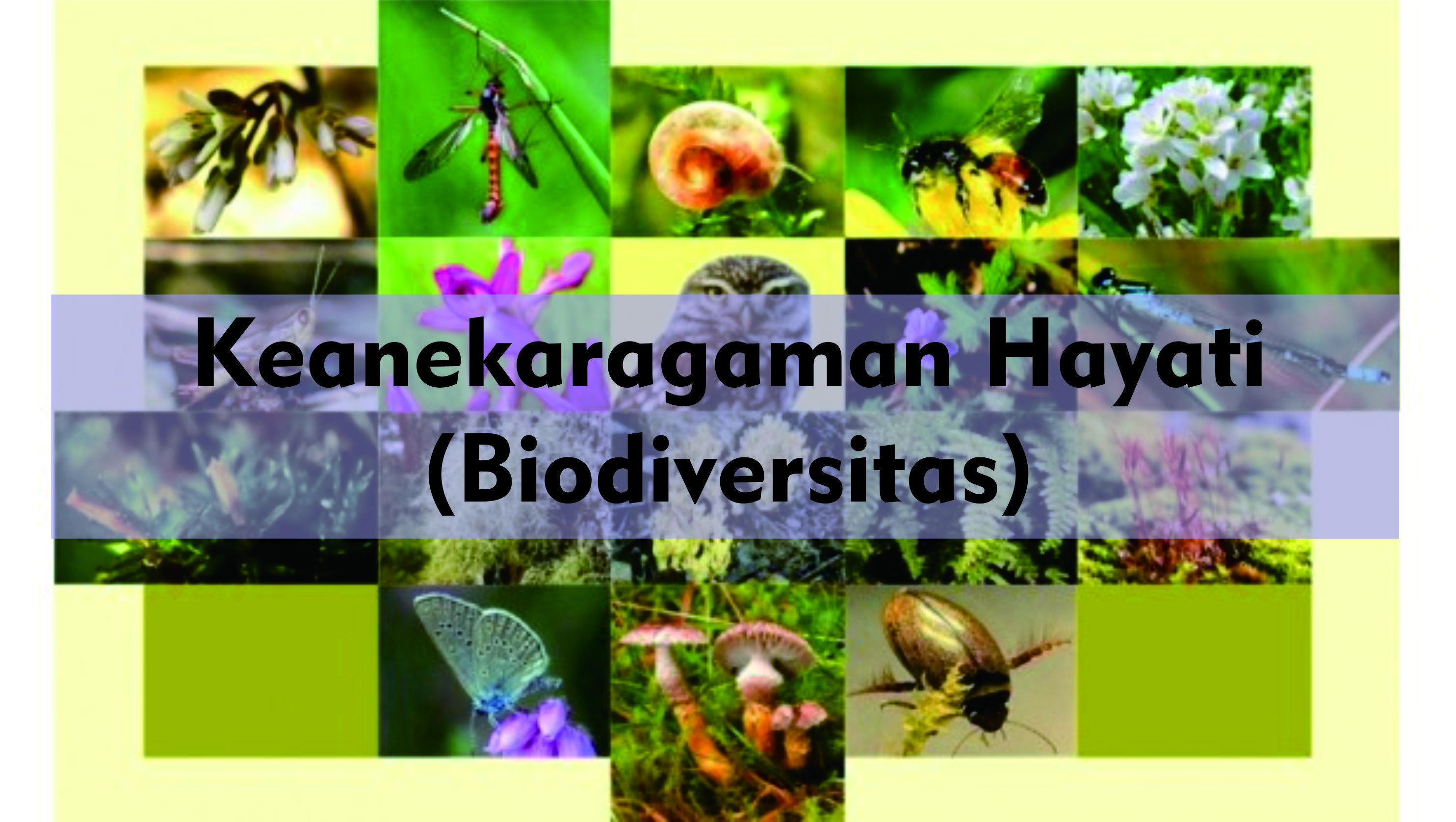 Ekosistem variasi pada dan menunjukkan spesies yang organisme berbagai macam komunitas Materi Tingkat