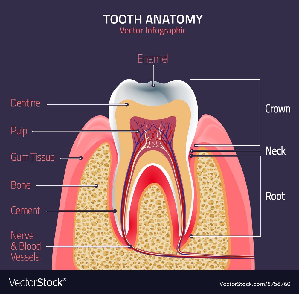 HUMAN BODY- TEETH | Science Quiz - Quizizz