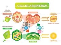 photosynthesis Flashcards - Quizizz