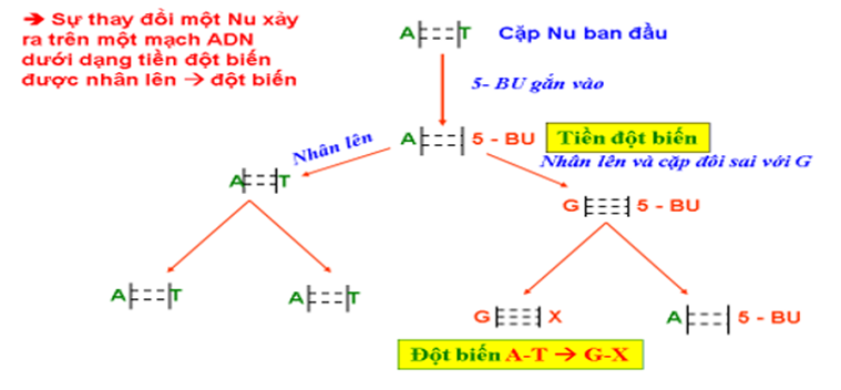 biến đổi gen - Lớp 10 - Quizizz