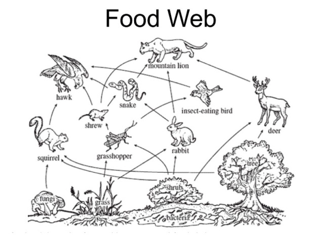 Food - Grade 4 - Quizizz