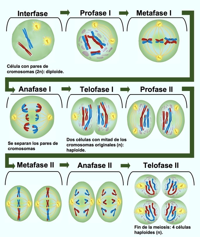 fluidos - Grado 8 - Quizizz