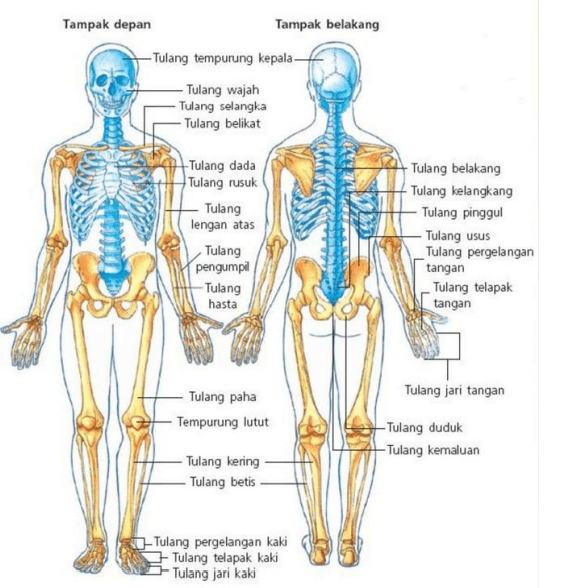 Kekuatan dan Gerak Kartu Flash - Quizizz